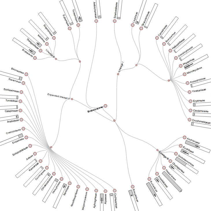 Average genome sizes within tribes