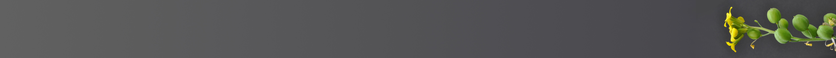 BB Deco image