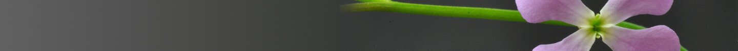 BB Deco image