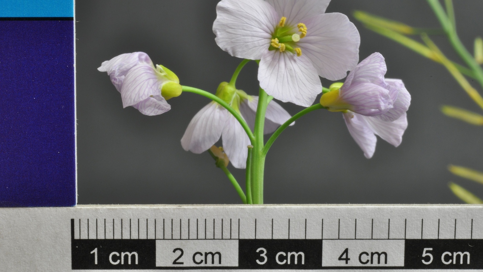 DSC_6540_Cardamine_pratensis_parent_of_HEID922222_B-2012-0599.jpg