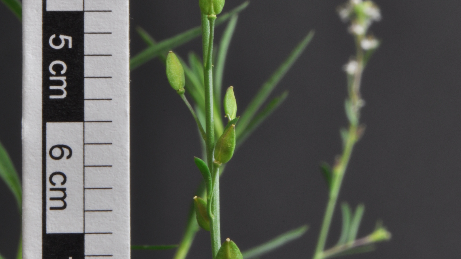 DSC_6314_Lepidium_graminifolium_B-2005-0467-1.jpg