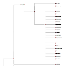 Standard phylogenetic diagram with genome sizes