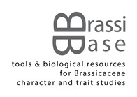 Brassibase Logo